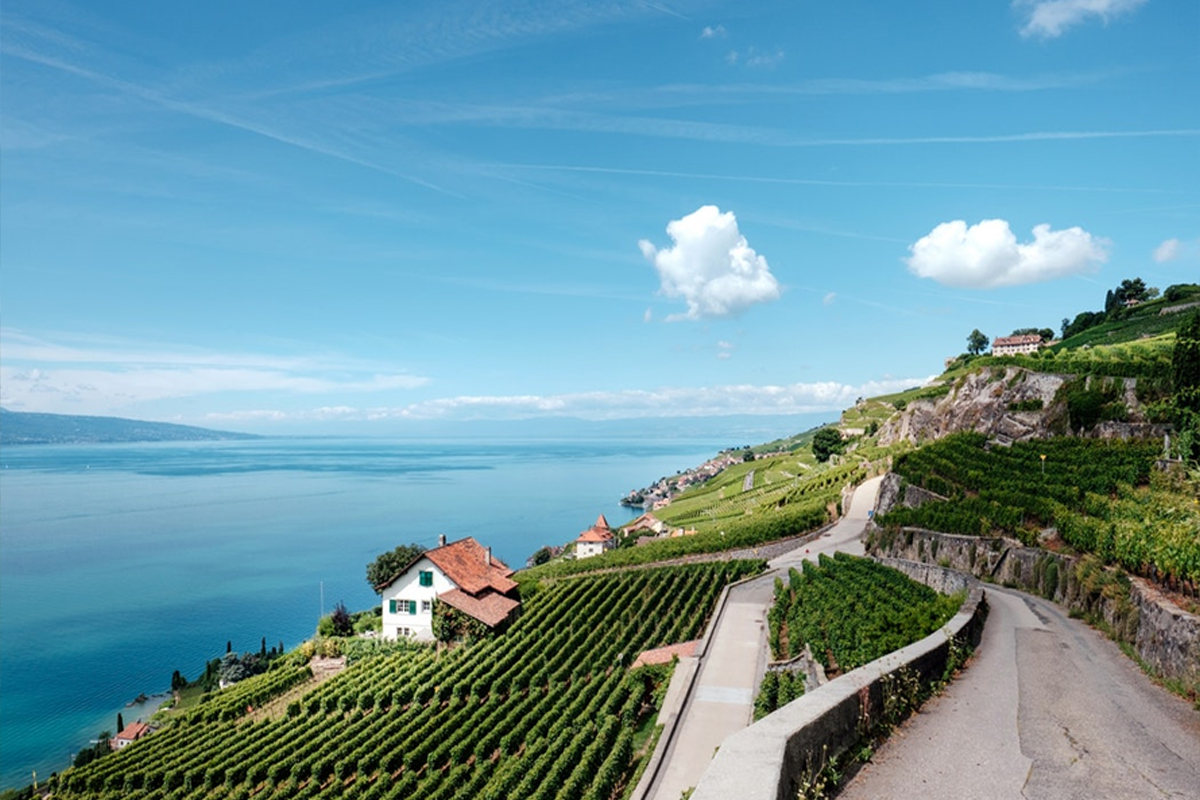 Luxury Wedding Limousine